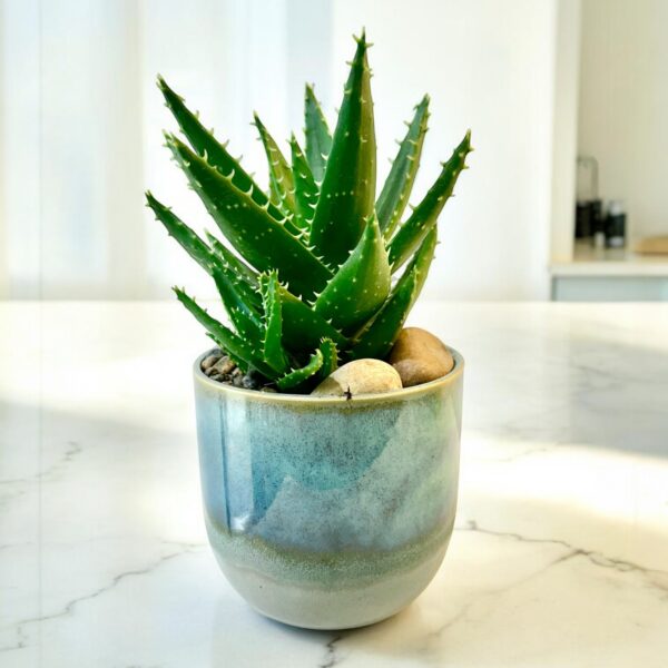 Aloe T-Rex Potted in Caribe Pot