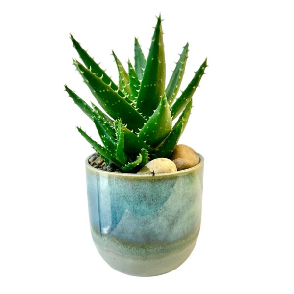 Aloe T-Rex Potted in Caribe Pot - Image 2