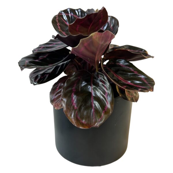 Calethea Rosepica Potted - Image 2