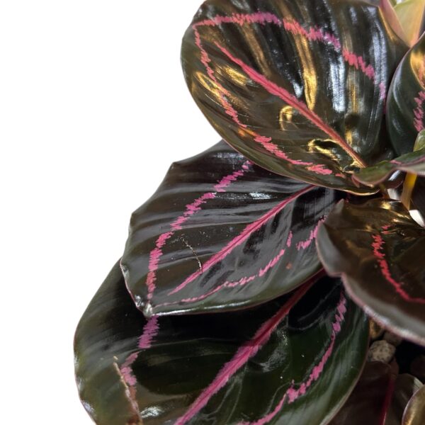 Calethea Rosepica Potted - Image 3