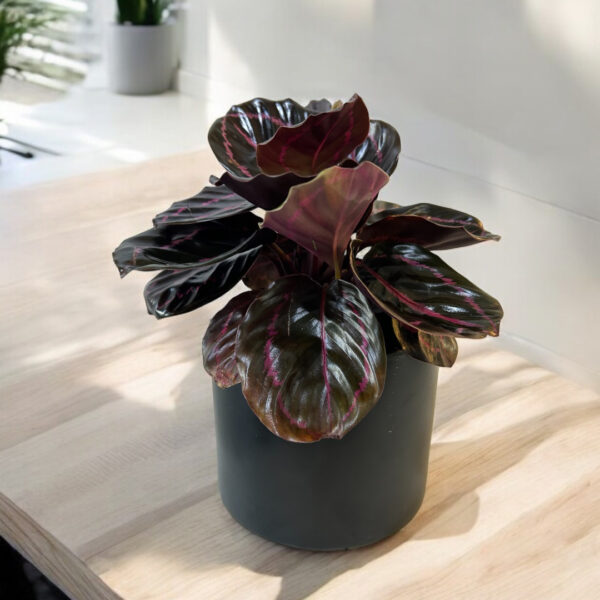 Calethea Rosepica Potted