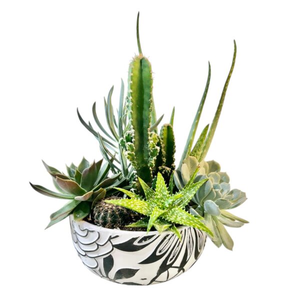 Terrarium in a Ceramic Bowl - Image 2