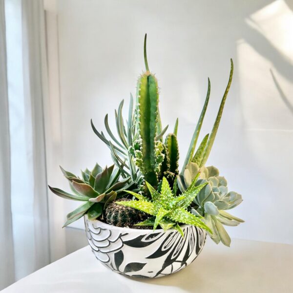 Terrarium in a Ceramic Bowl