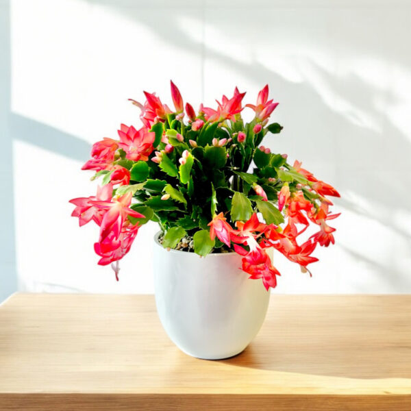 Potted Zygocactus