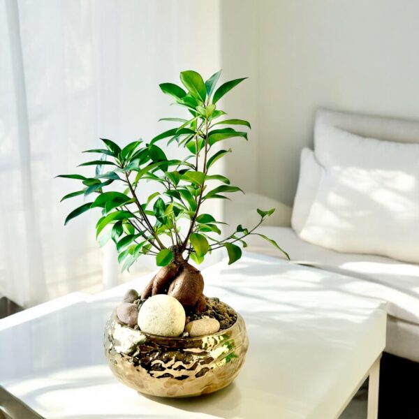 Micro Ficus Stump Bonsai Potted