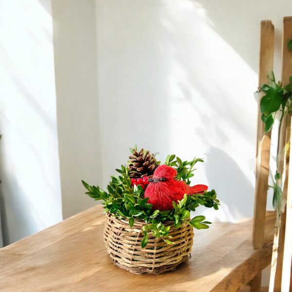 Cardinal Bird Nest