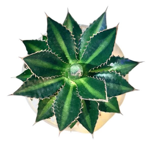 Agave Potted - Image 8