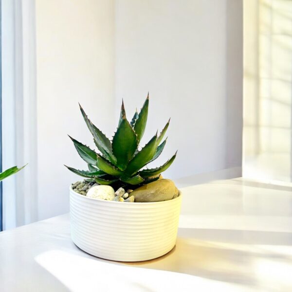 Agave Potted - Image 2