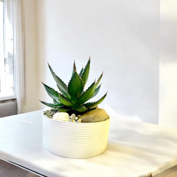 Agave Potted