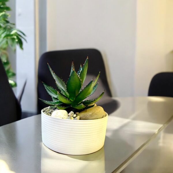 Agave Potted - Image 3
