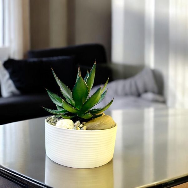 Agave Potted - Image 4