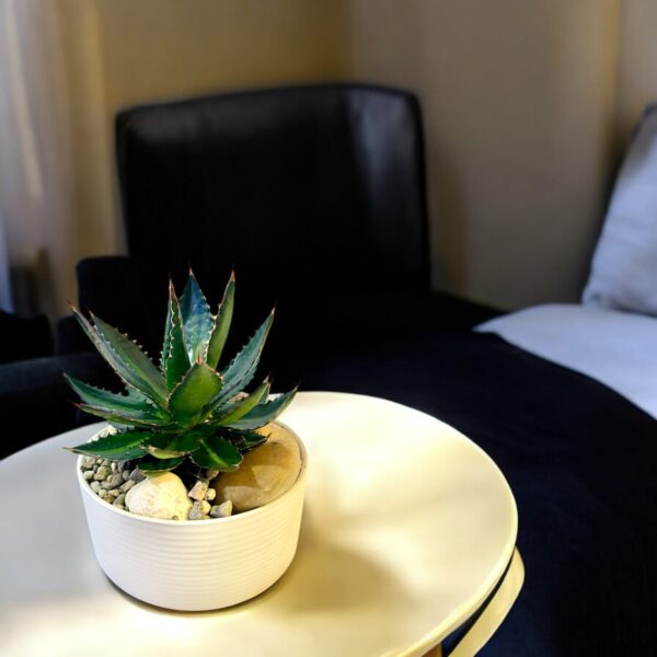 Agave Potted - Image 5