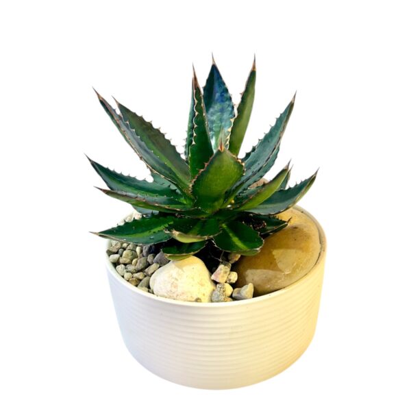 Agave Potted - Image 6