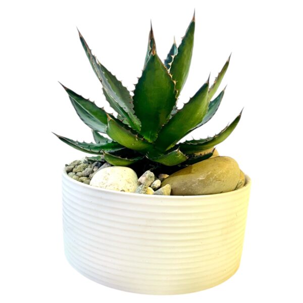 Agave Potted - Image 7