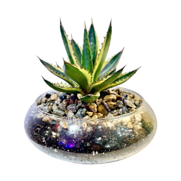 Agave Pot Bowl - Image 3