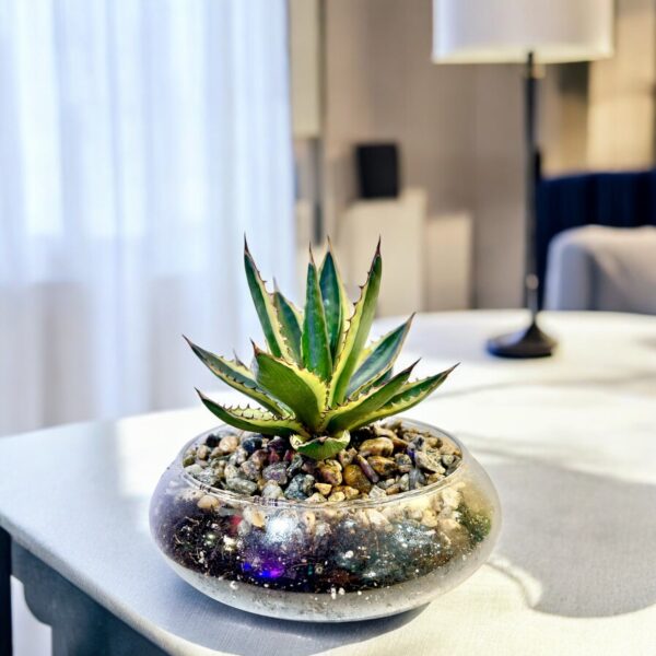 Agave Pot Bowl