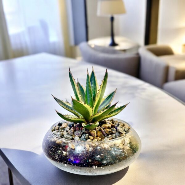 Agave Pot Bowl - Image 2