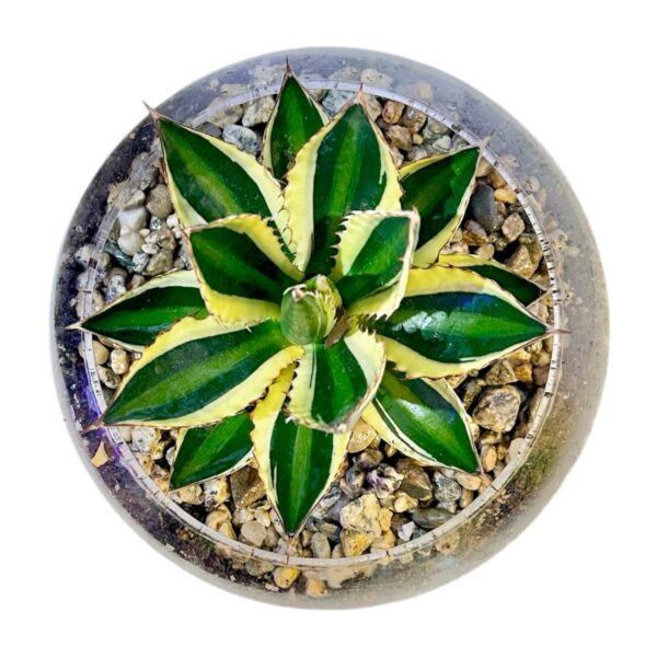 Agave Pot Bowl - Image 4