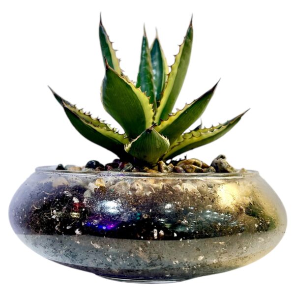 Agave Pot Bowl - Image 5