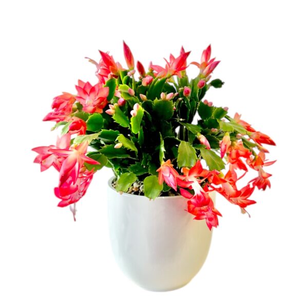 Potted Zygocactus - Image 2