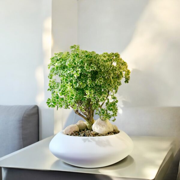 Aralia Ming Bonsai
