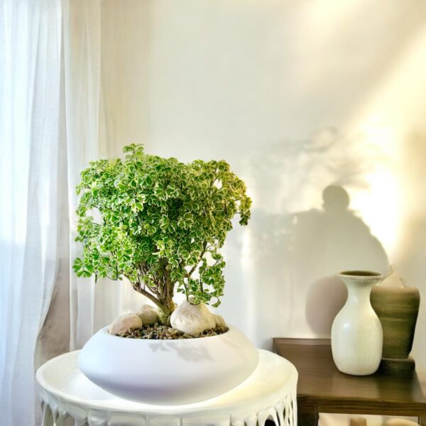 Aralia Ming Bonsai - Image 2