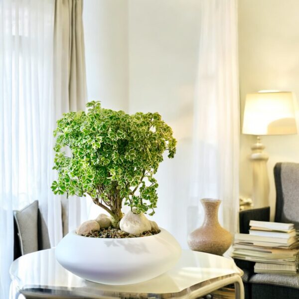 Aralia Ming Bonsai - Image 3