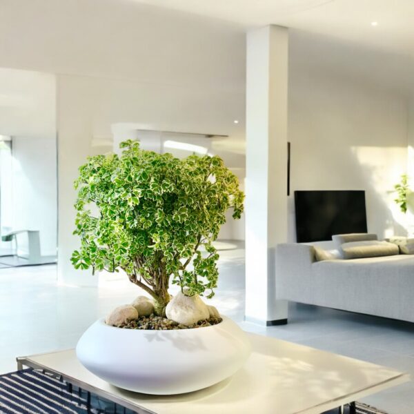 Aralia Ming Bonsai - Image 4