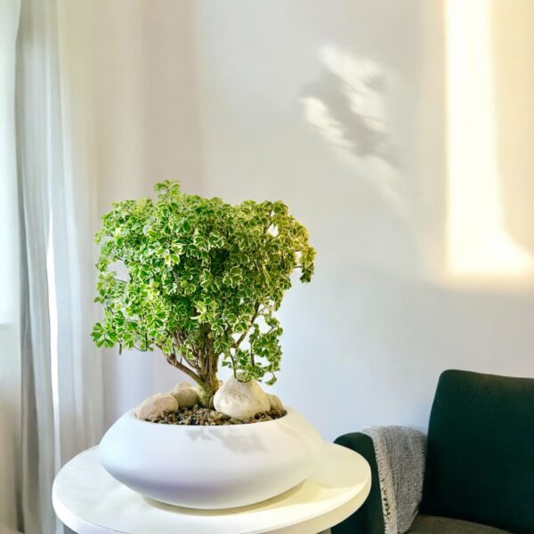 Aralia Ming Bonsai - Image 5