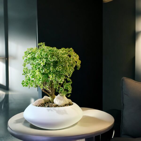 Aralia Ming Bonsai - Image 6