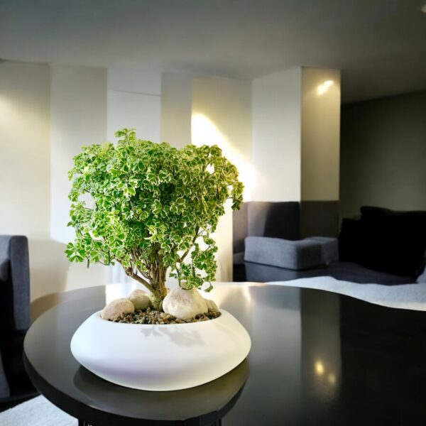 Aralia Ming Bonsai - Image 7