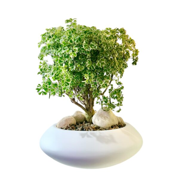 Aralia Ming Bonsai - Image 8