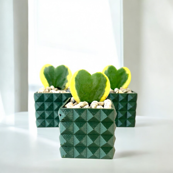 Variegated Hoya Heart Potted - Image 3