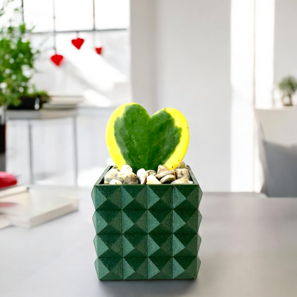 Variegated Hoya Heart Potted