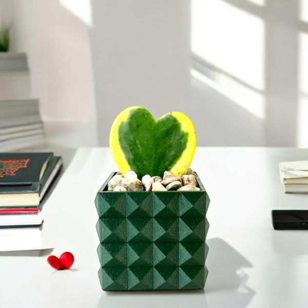 Variegated Hoya Heart Potted - Image 2