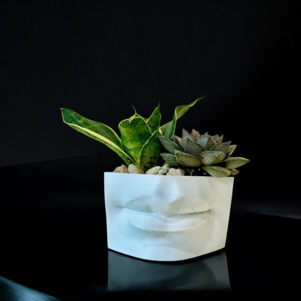 THE KISS: SUCCULENTS - Image 3