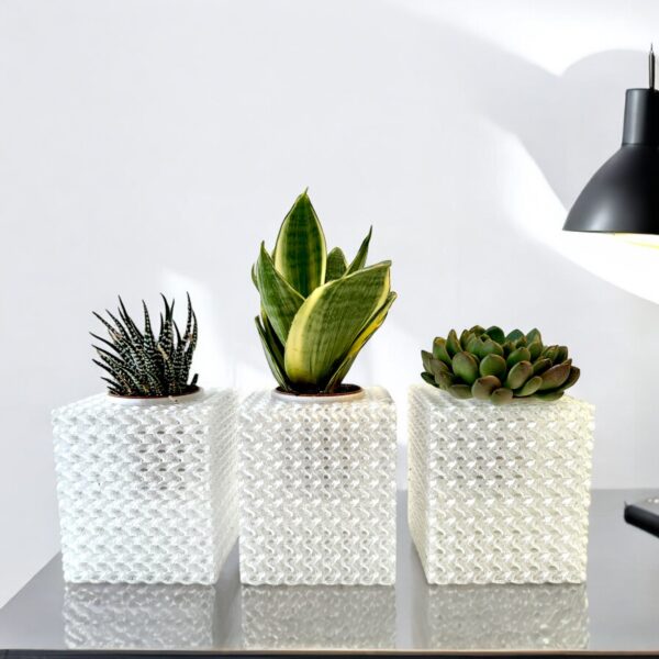 CUBIC ICE WITH SUCCULENT - Image 3