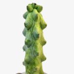 'Boobie Cactus' Myrtillocactus Geometrizans Potted - Image 2
