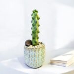 'Boobie Cactus' Myrtillocactus Geometrizans Potted