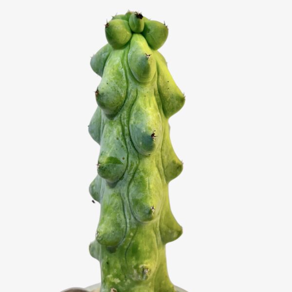 'Boobie Cactus' Myrtillocactus Geometrizans Potted - Image 2