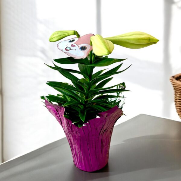 Easter Lily
