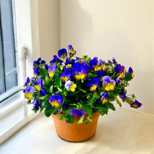 Pansie Garden 8"
