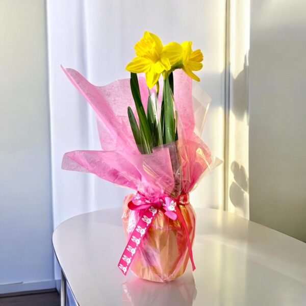 Wrapped Daffodil