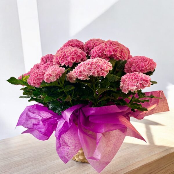 HYDRANGEAS IN A BASKET - Image 2