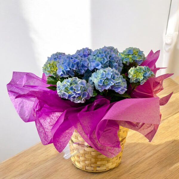HYDRANGEAS IN A BASKET