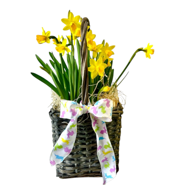 Daffodil in a Easter Basket - Image 3