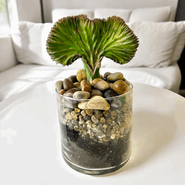 Euphorbia Lactea Cristata - Coral Cactus