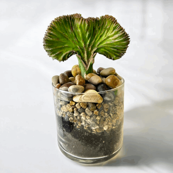 Euphorbia Lactea Cristata - Coral Cactus - Image 2