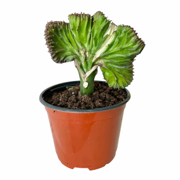 Euphorbia Lactea Cristata - Coral Cactus - Image 3