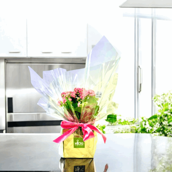 Calandiva - Kalanchoe in a Gold Cube - Image 2